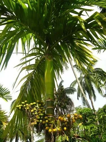 Supari Palms